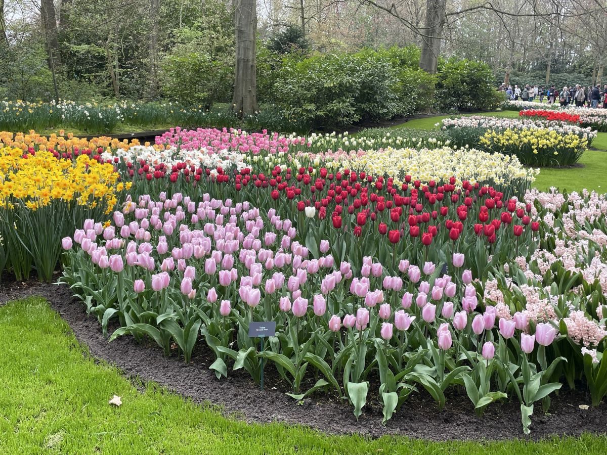 Keukenhof